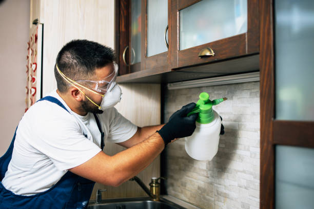 Best Wasp Removal Services  in Gananda, NY